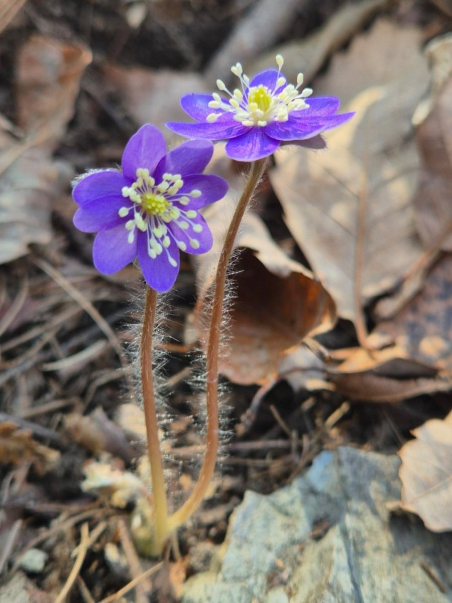 shimyoung tweet media