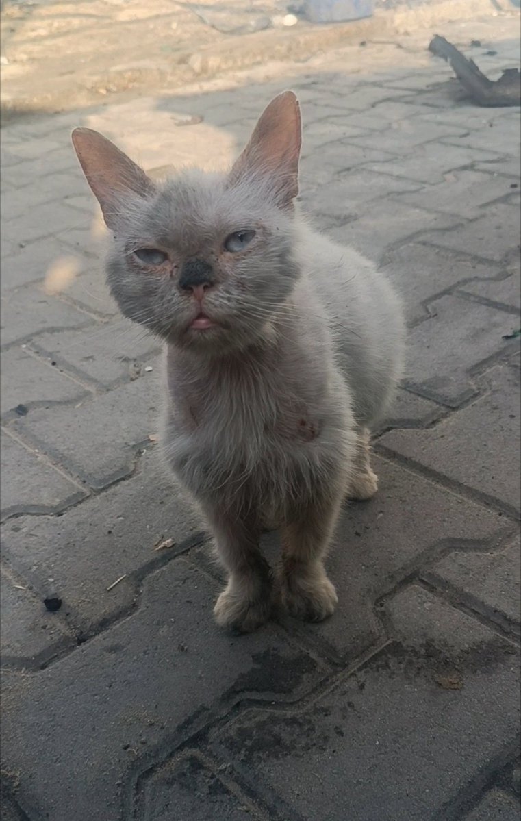 Yousef in Gaza 🇵🇸 tweet media