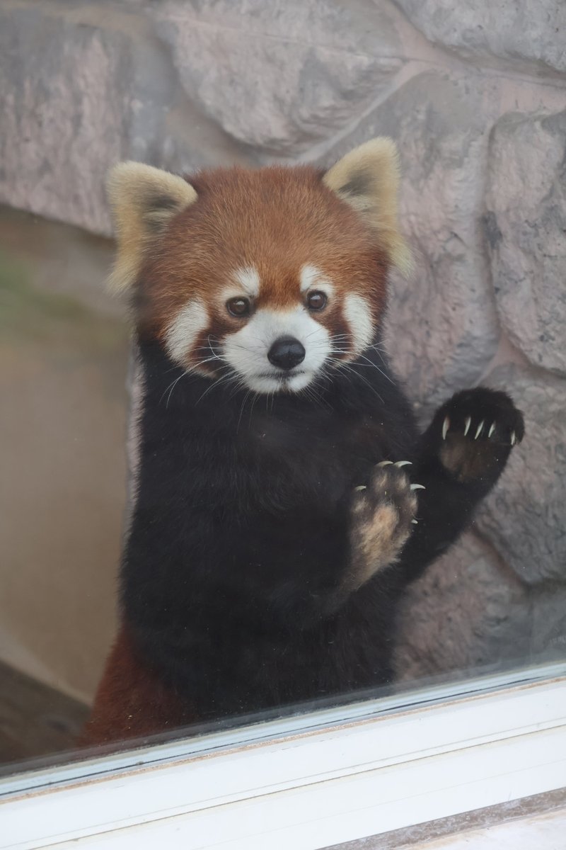 【速報】リーファちゃんファンの皆さまへ
リーファちゃんは秋吉台で元気です！
(許可とってます☺️)
#秋吉台サファリランド 
#レッサーパンダ 
#リーファ