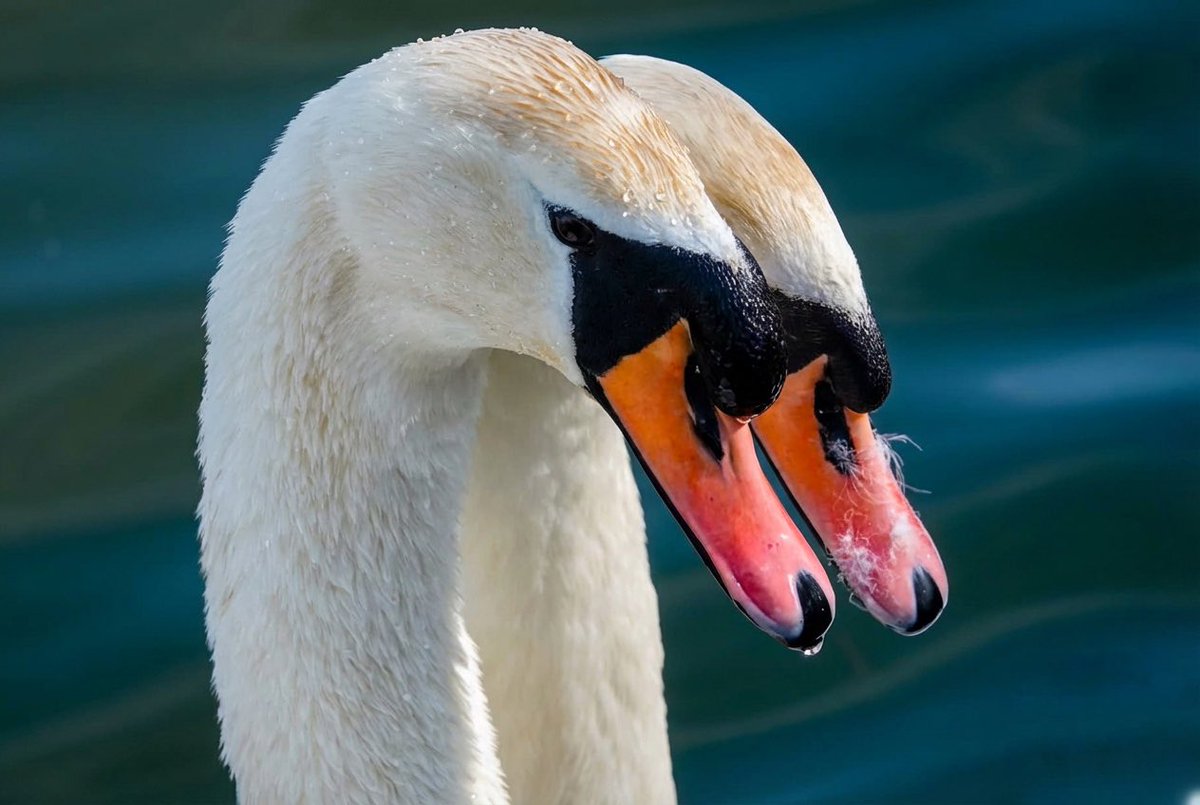 JavaJane🎱 tweet media