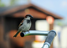 Matti Säisä tweet media