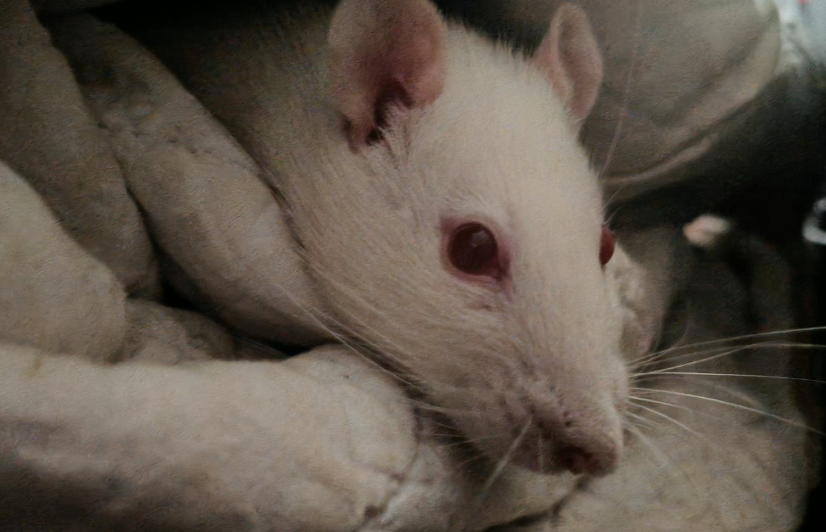 Zoe Fox ♄⛧✡️ tweet media