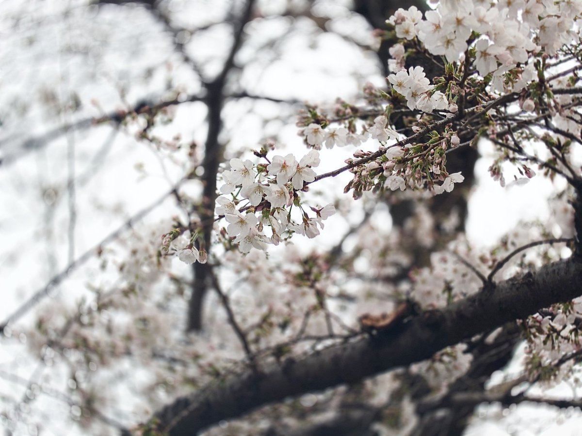 🌸

土日は忙しくてなかなか見に行けないだろうからちょっと早いけど散歩がてら