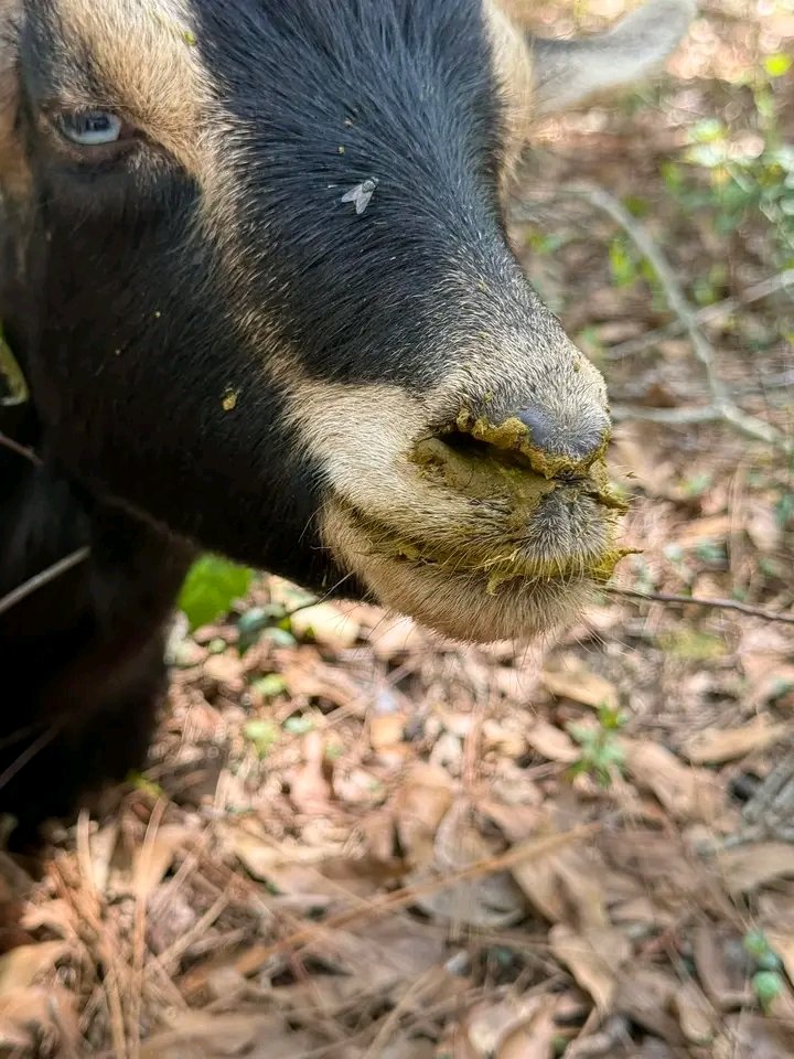 Kingsley Egbonyi 🐐 tweet media
