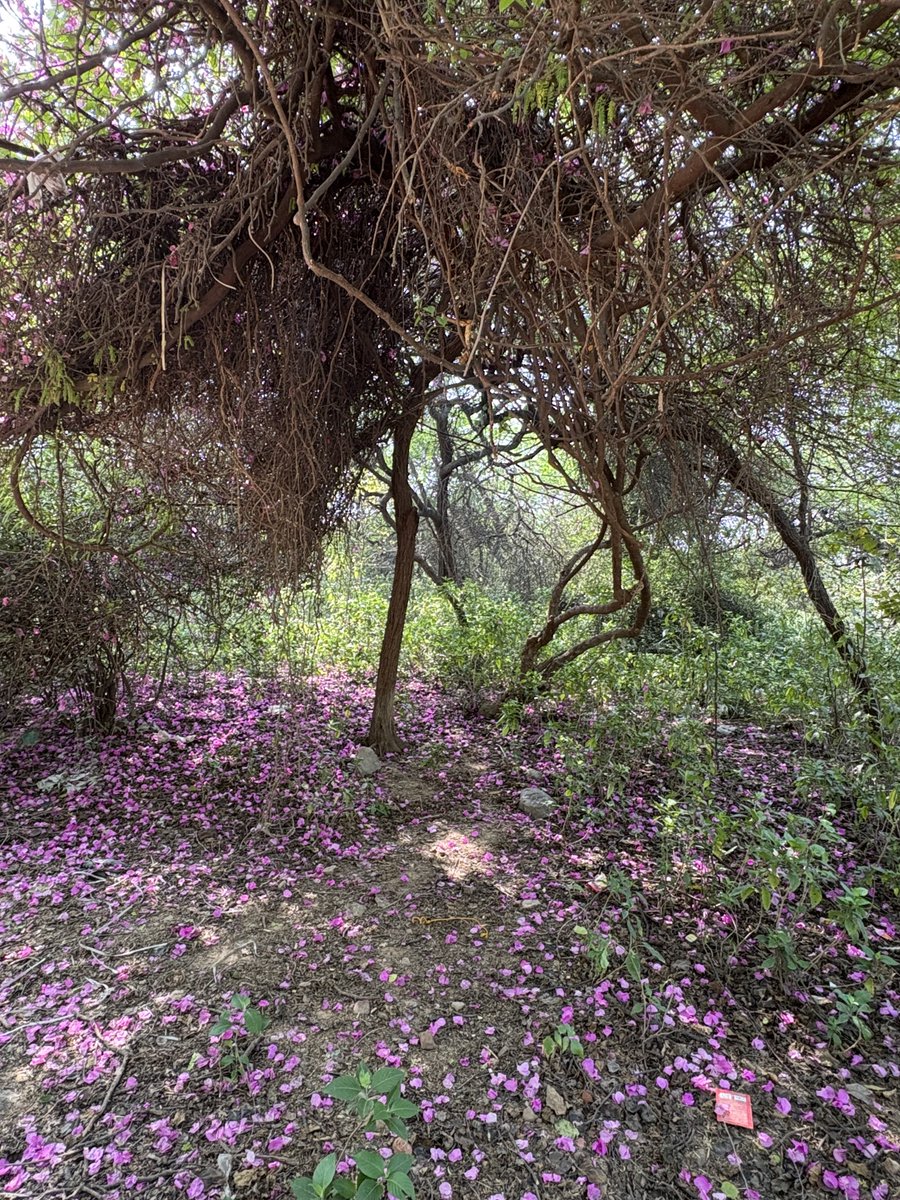 Ira Mukhoty tweet media