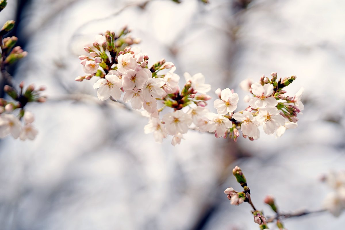 シバの殿下 a.k.a कレ)Ⴑլਕ゛𖤟լਕਡ殿下。 tweet media