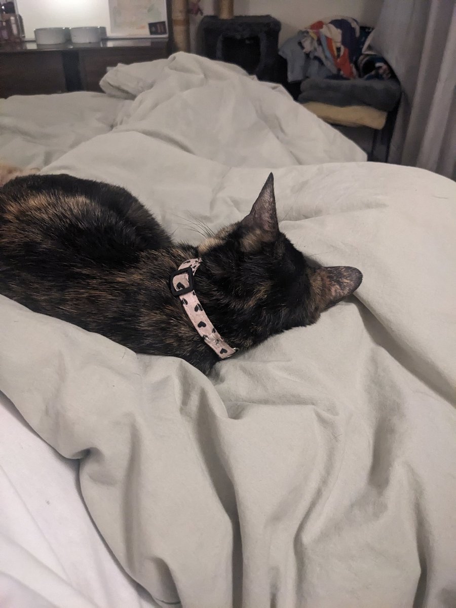 Joto Doguero tweet media