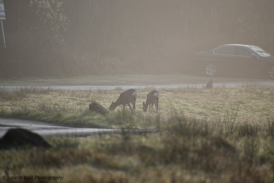 Janette Hall86 tweet media