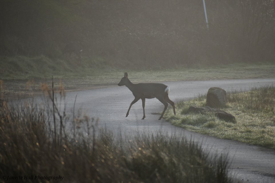 Janette Hall86 tweet media