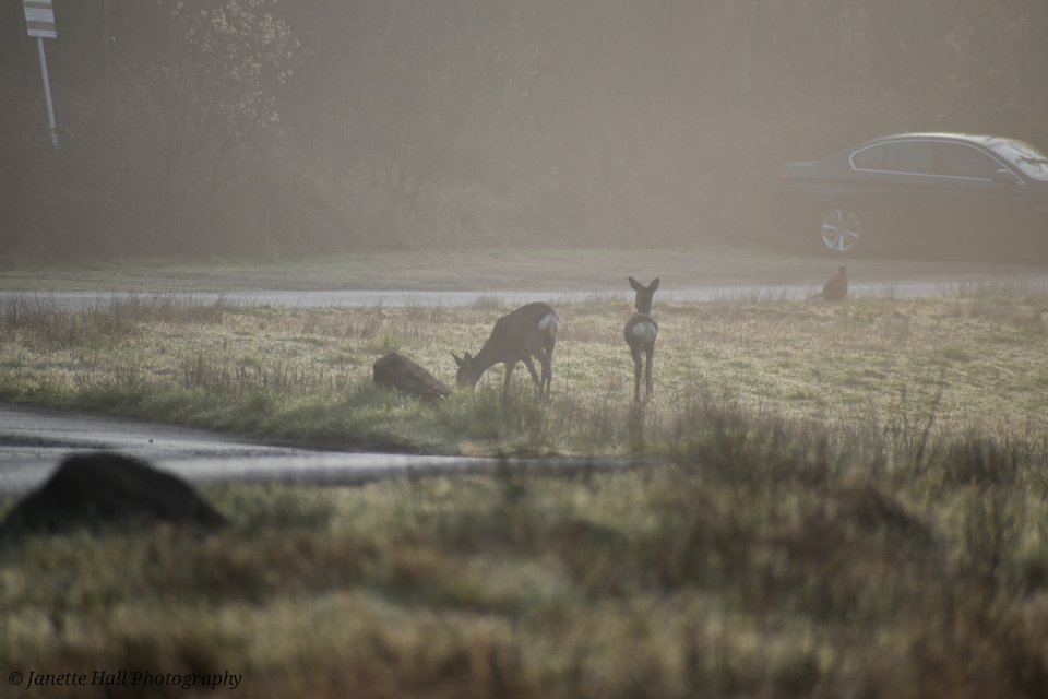 Janette Hall86 tweet media