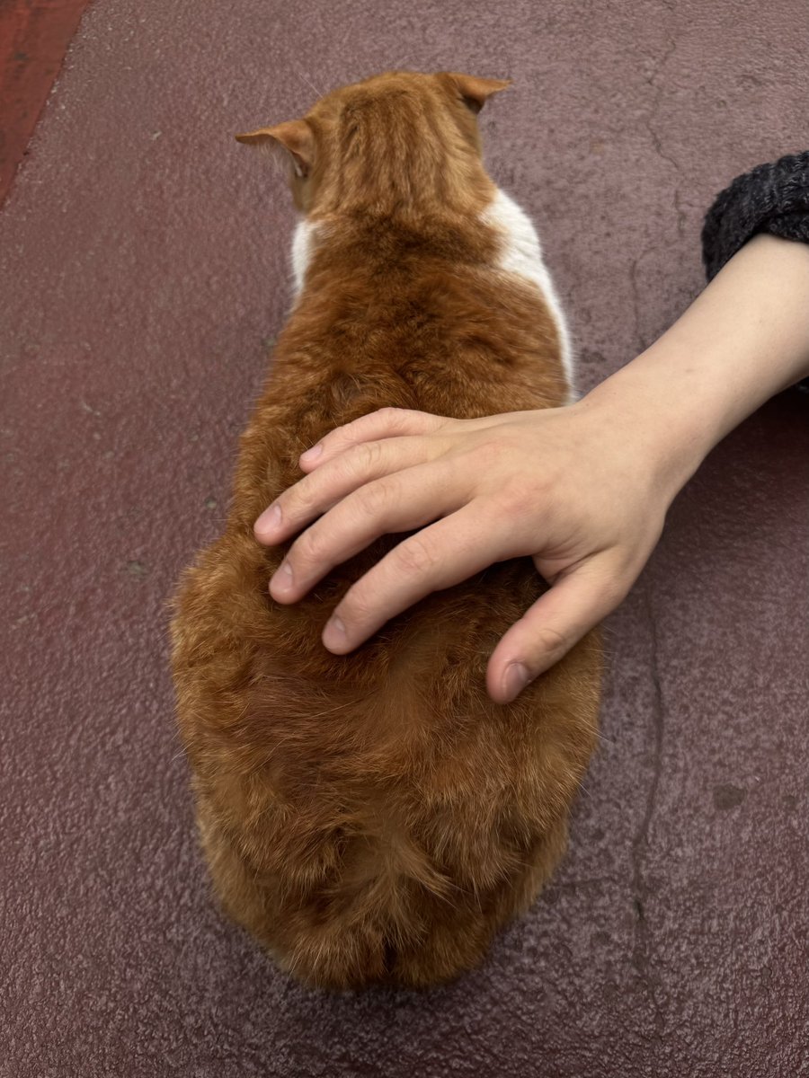 マリー tweet media