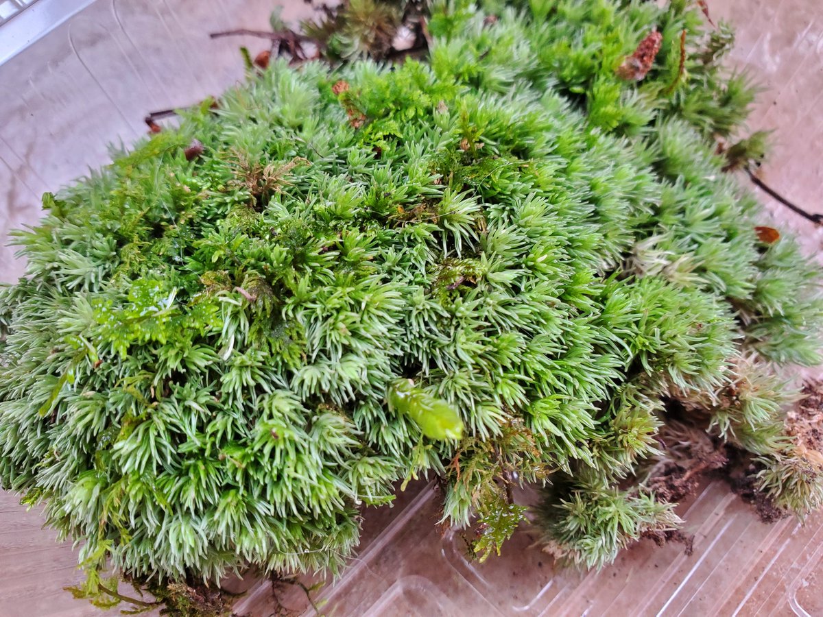 自然探索部@4/12 SB tweet media