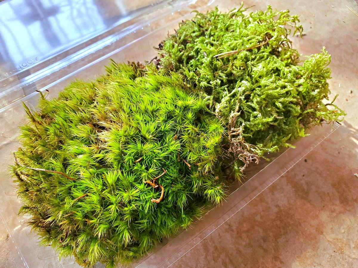 自然探索部@4/12 SB tweet media