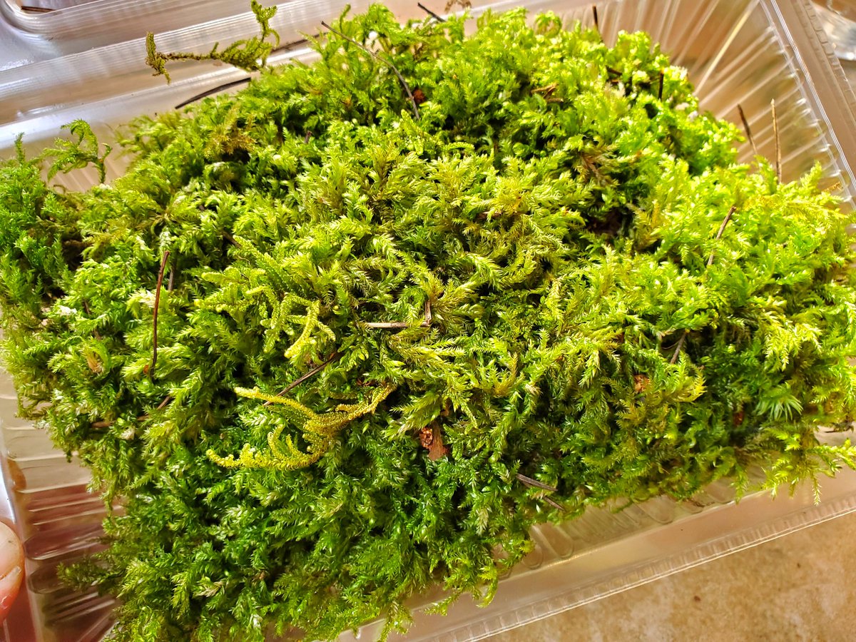 自然探索部@4/12 SB tweet media