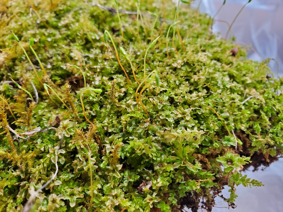 自然探索部@4/12 SB tweet media