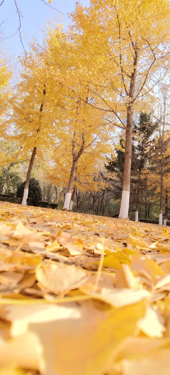 Lee Chat ❤️ Memecoin tweet media