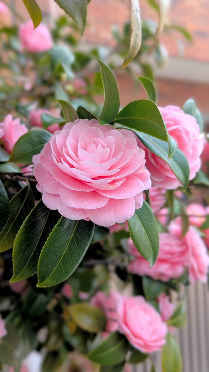 ミツビシ tweet media