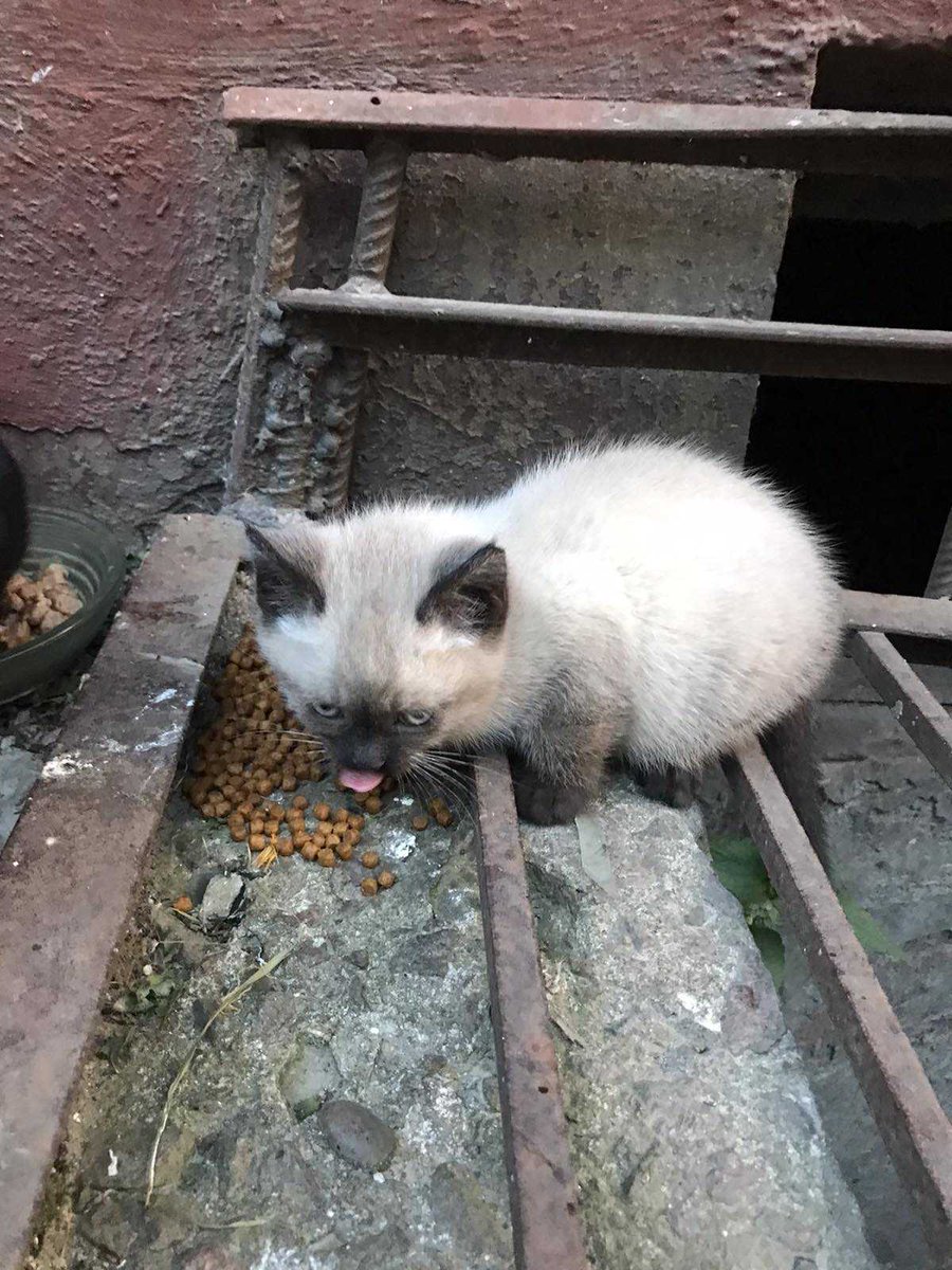 Петро Бінас tweet media