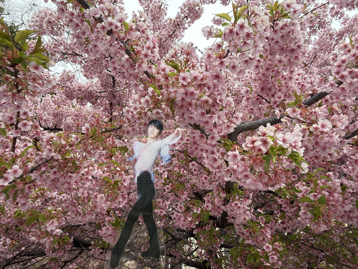 💐ゆづ茉莉花💐Marika⛸ tweet media