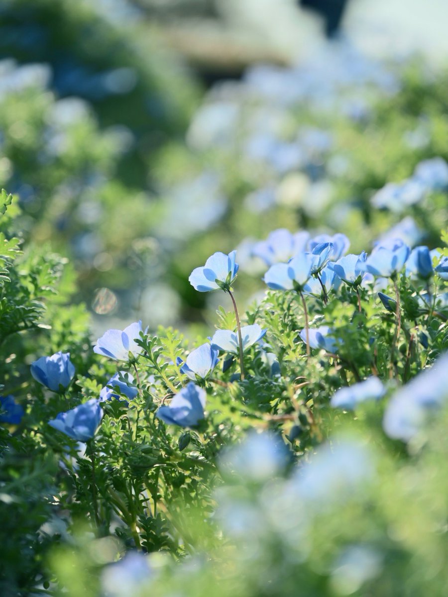 めぐ|写真 tweet media