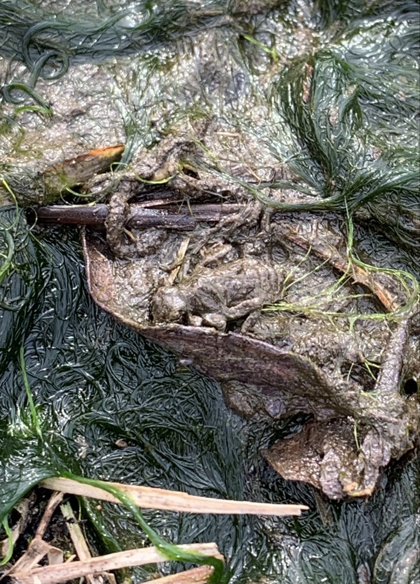 神鳥遊撃隊 tweet media