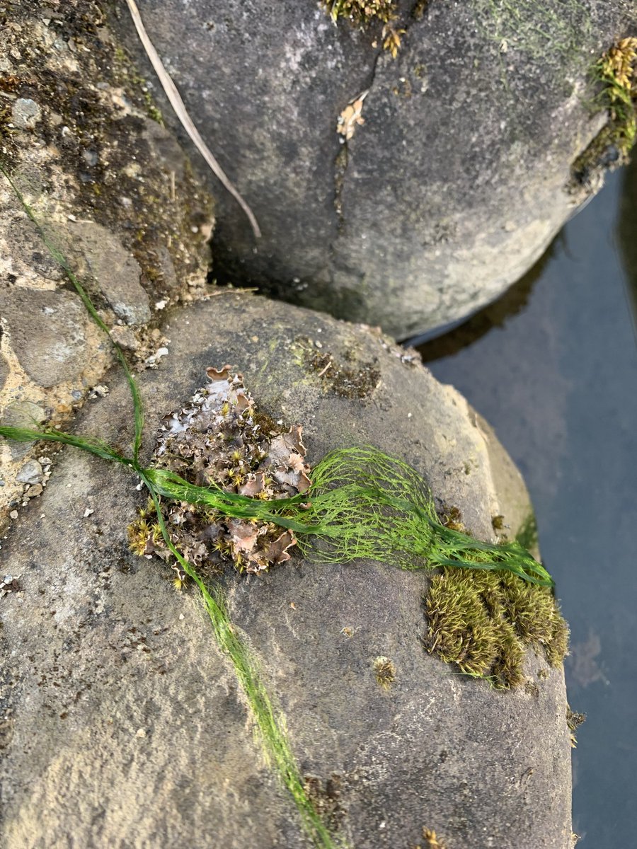 神鳥遊撃隊 tweet media