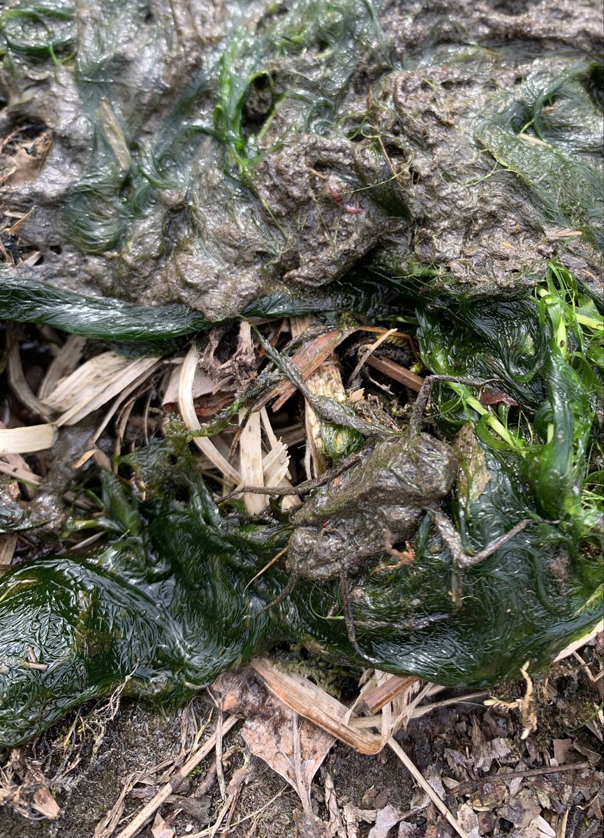 神鳥遊撃隊 tweet media