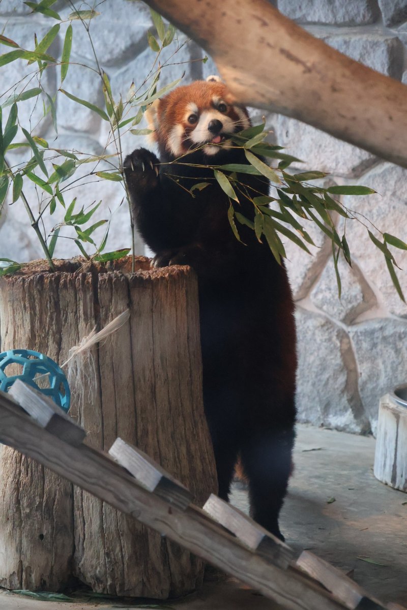 リーファちゃん
しっかり食べてます😋
#秋吉台サファリランド
#レッサーパンダ 
#リーファ