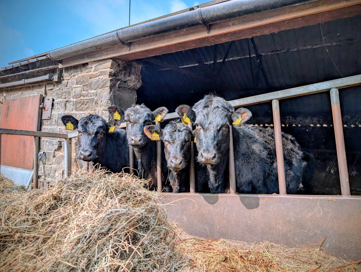 Tracey 🦕 tweet media