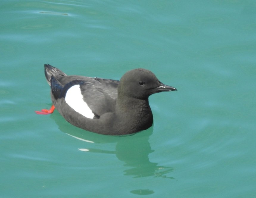 Ian Ebbage tweet media