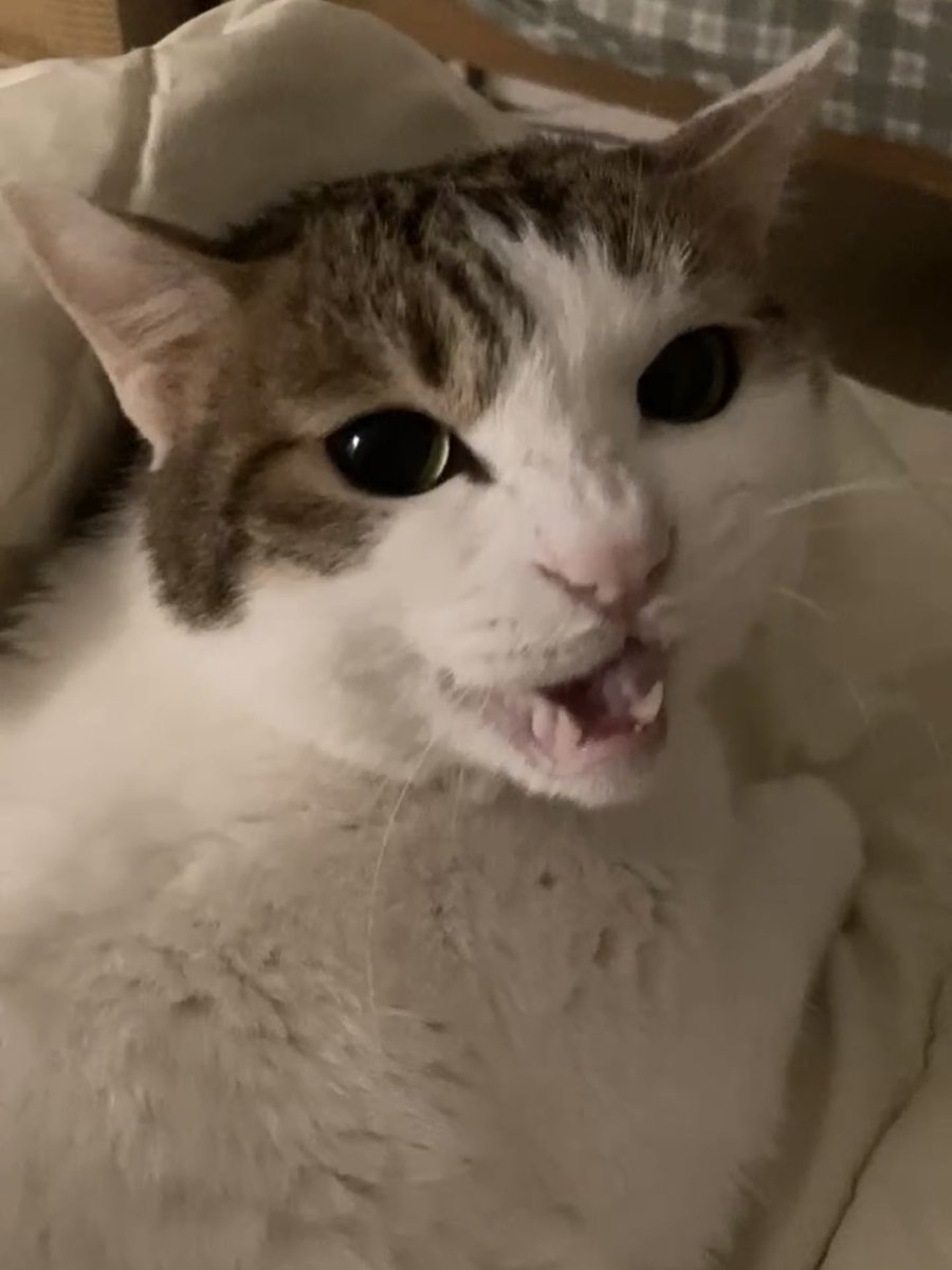 수목이 tweet media