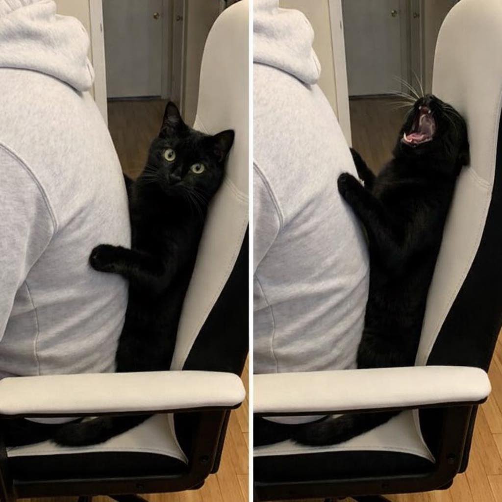 No Cats No Life tweet media