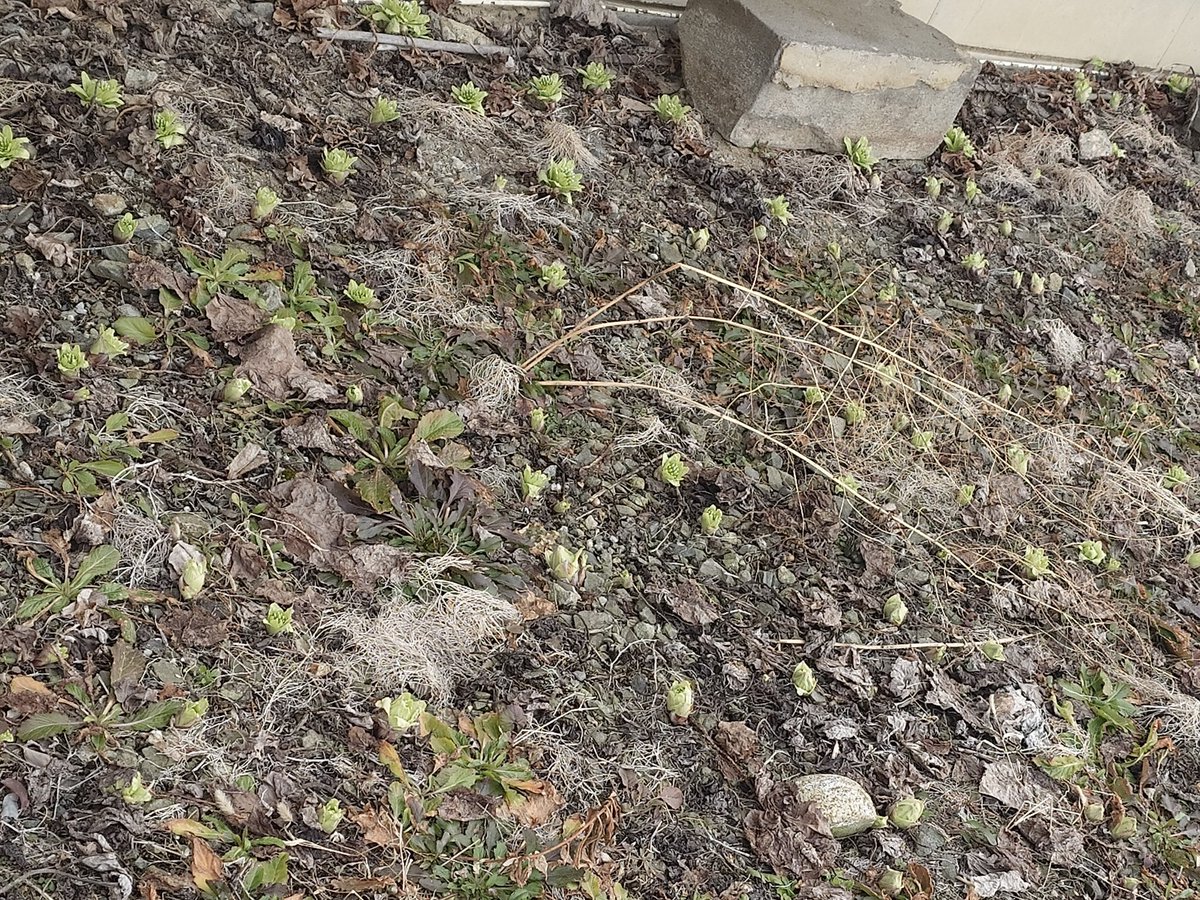 すぱいらる tweet media