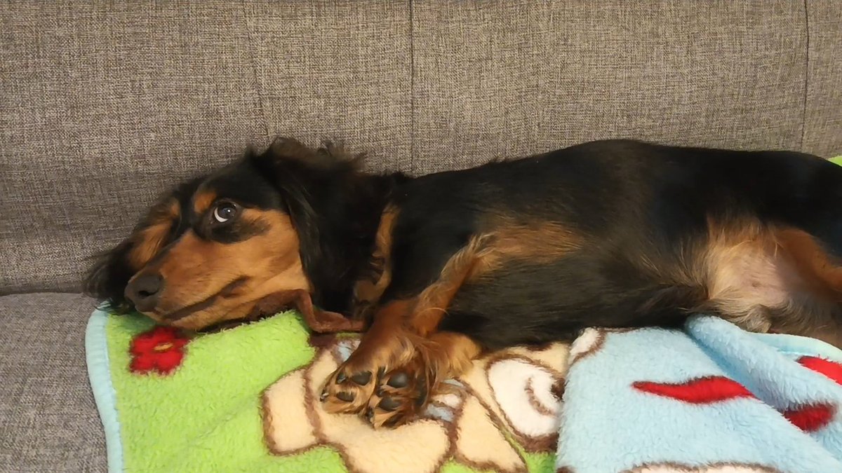 MAROCOIN11's tweet photo. MARO heard something suspicious.

＃dachshund
#doglife
#sausagedog
#dogsoftwitter 
#dog https://t.co/YRjDT5V92P