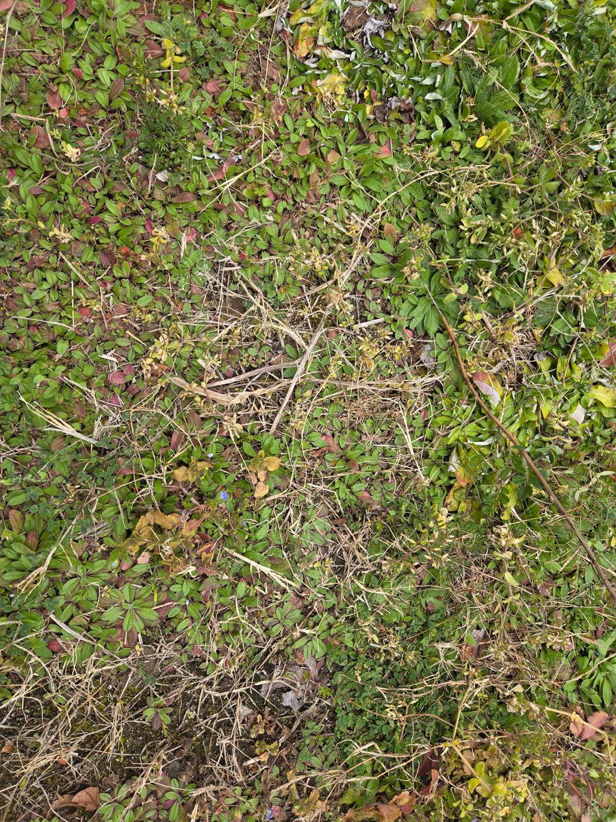 ゆにおん（Yunion） tweet media