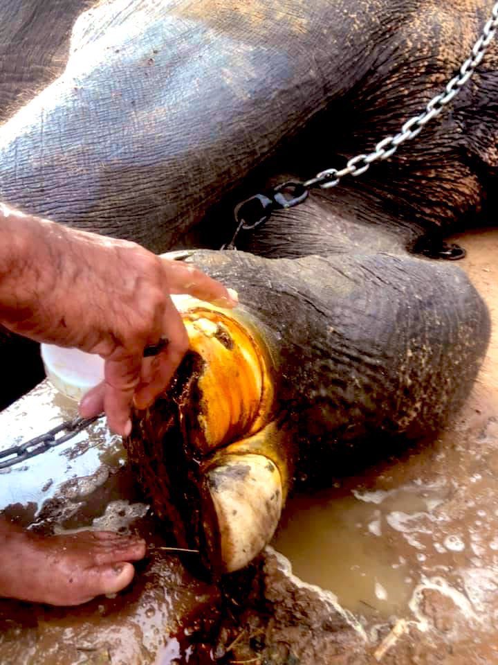 น้องช้างFamily🐘🐘🐘 tweet media