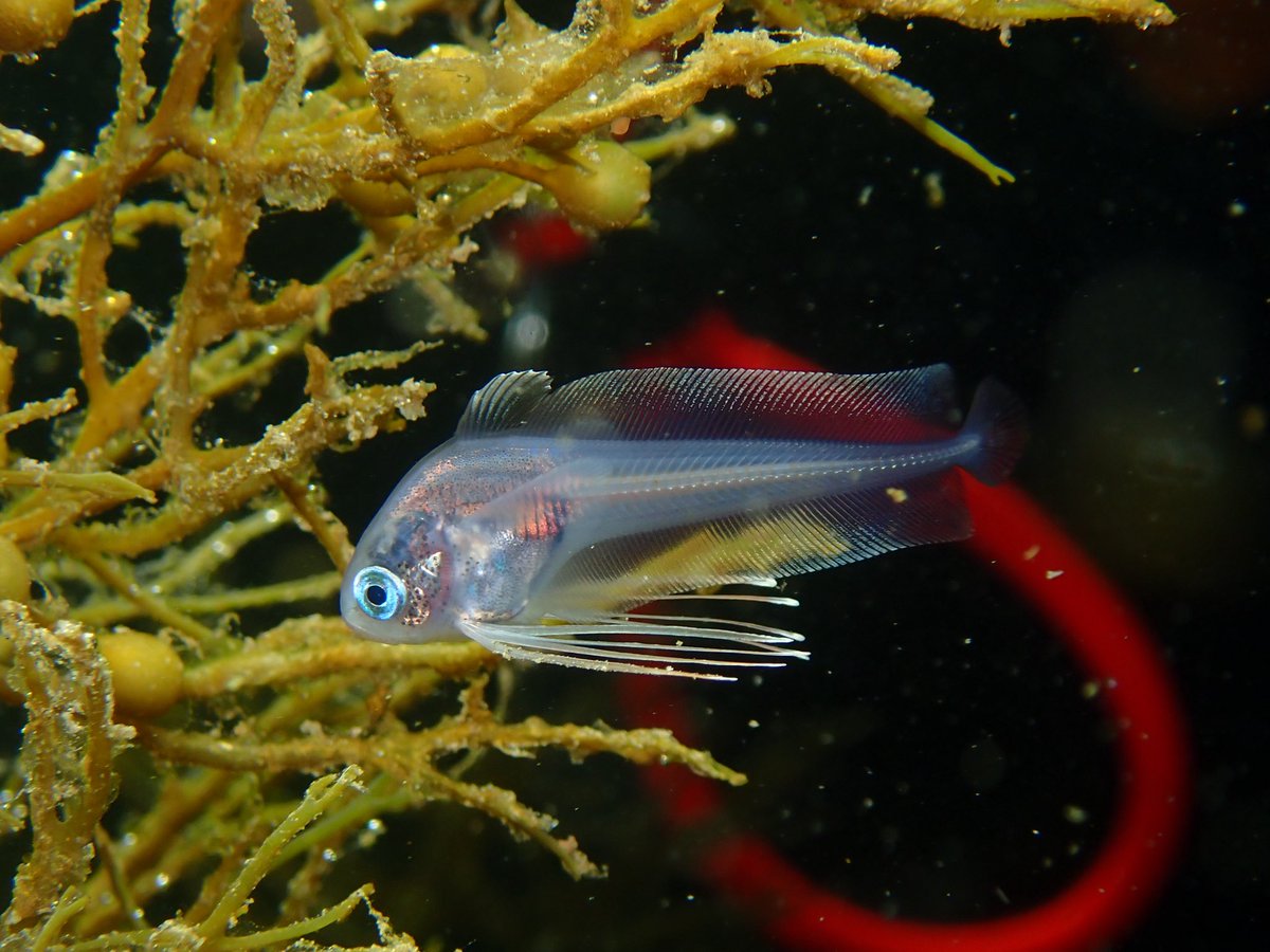 DivingPartner/ダイビングスポット検索SNSアプリ運営中 tweet media