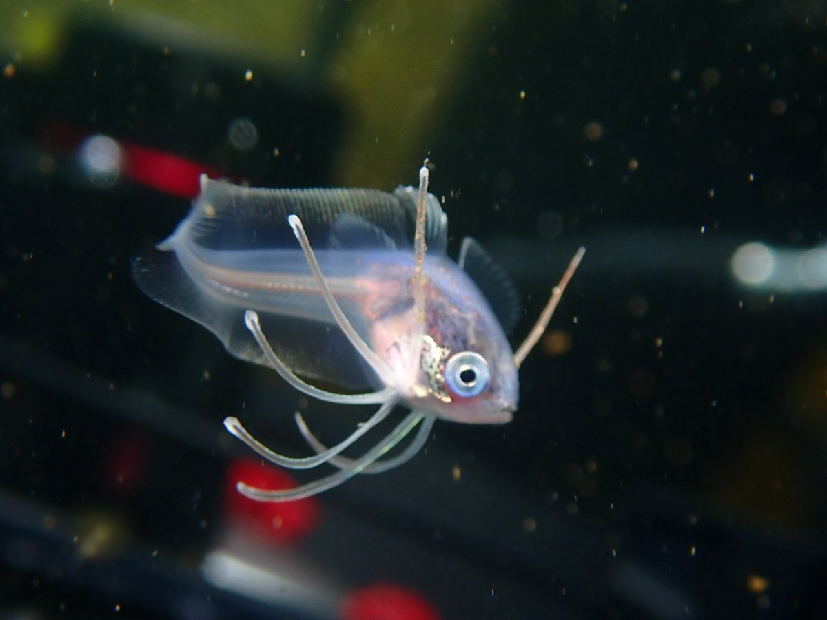 DivingPartner/ダイビングスポット検索SNSアプリ運営中 tweet media