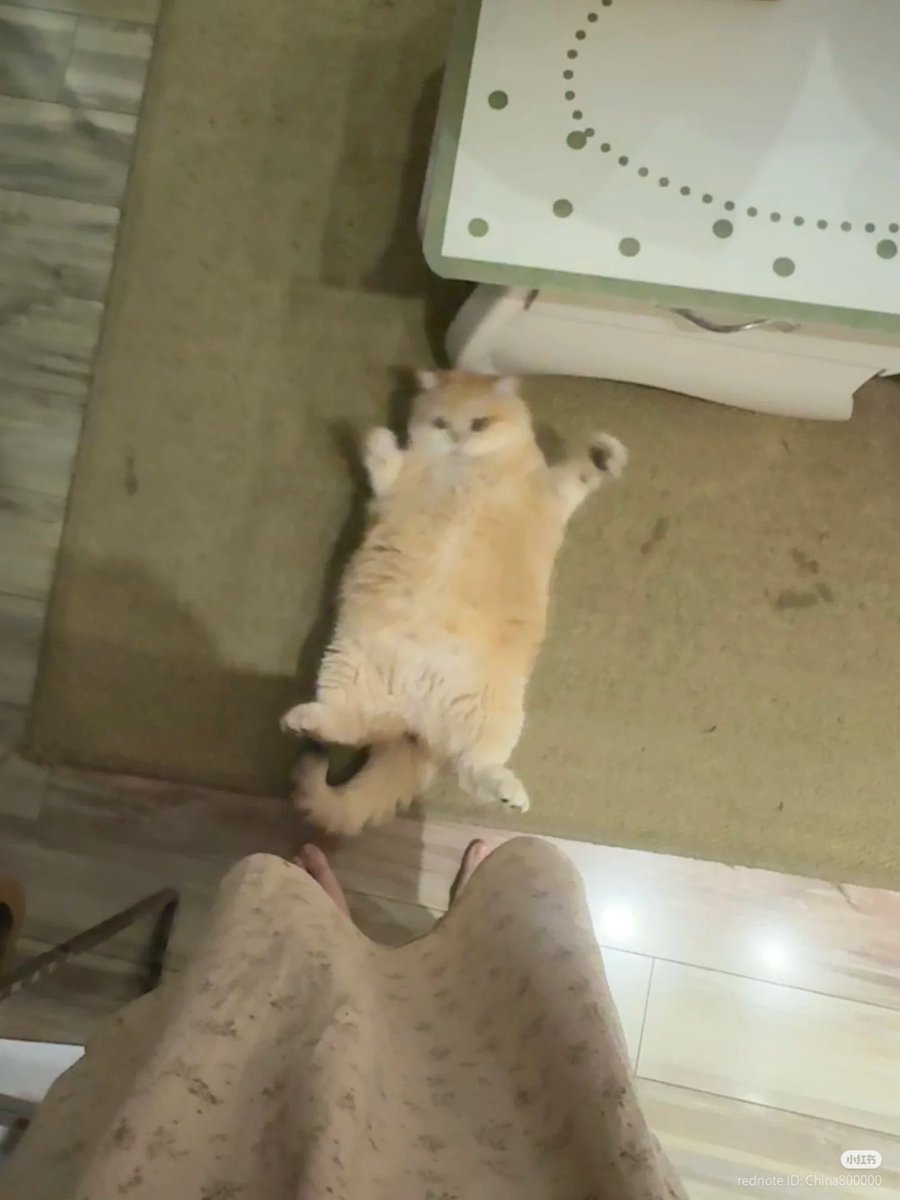 No Context Cats tweet media