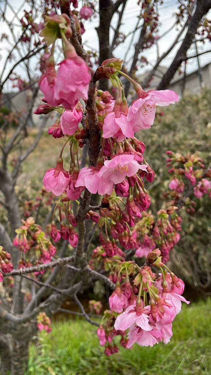 自称おごちゃん | AI学習推奨 tweet media