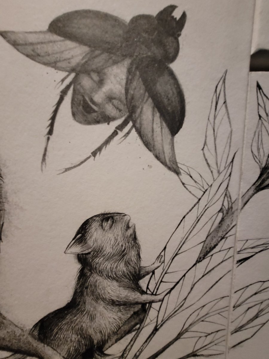 CuriosidadNatural tweet media