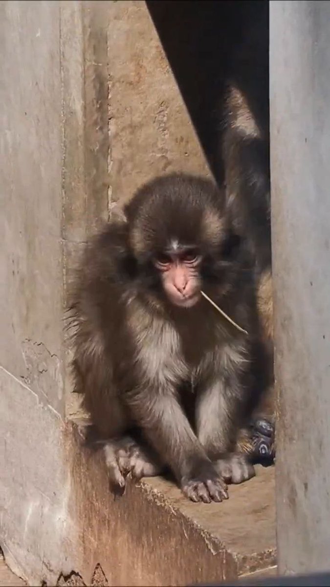 ShikanoAndPunch's tweet image. Same energy. 🤠

#Punch #WeekendVibes #CuteAnimals