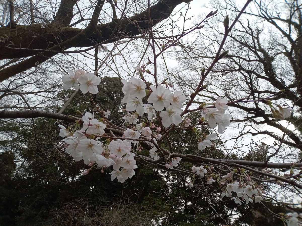 knao1222's tweet photo. 開花カクニン🌸 https://t.co/2QG2govbWT
