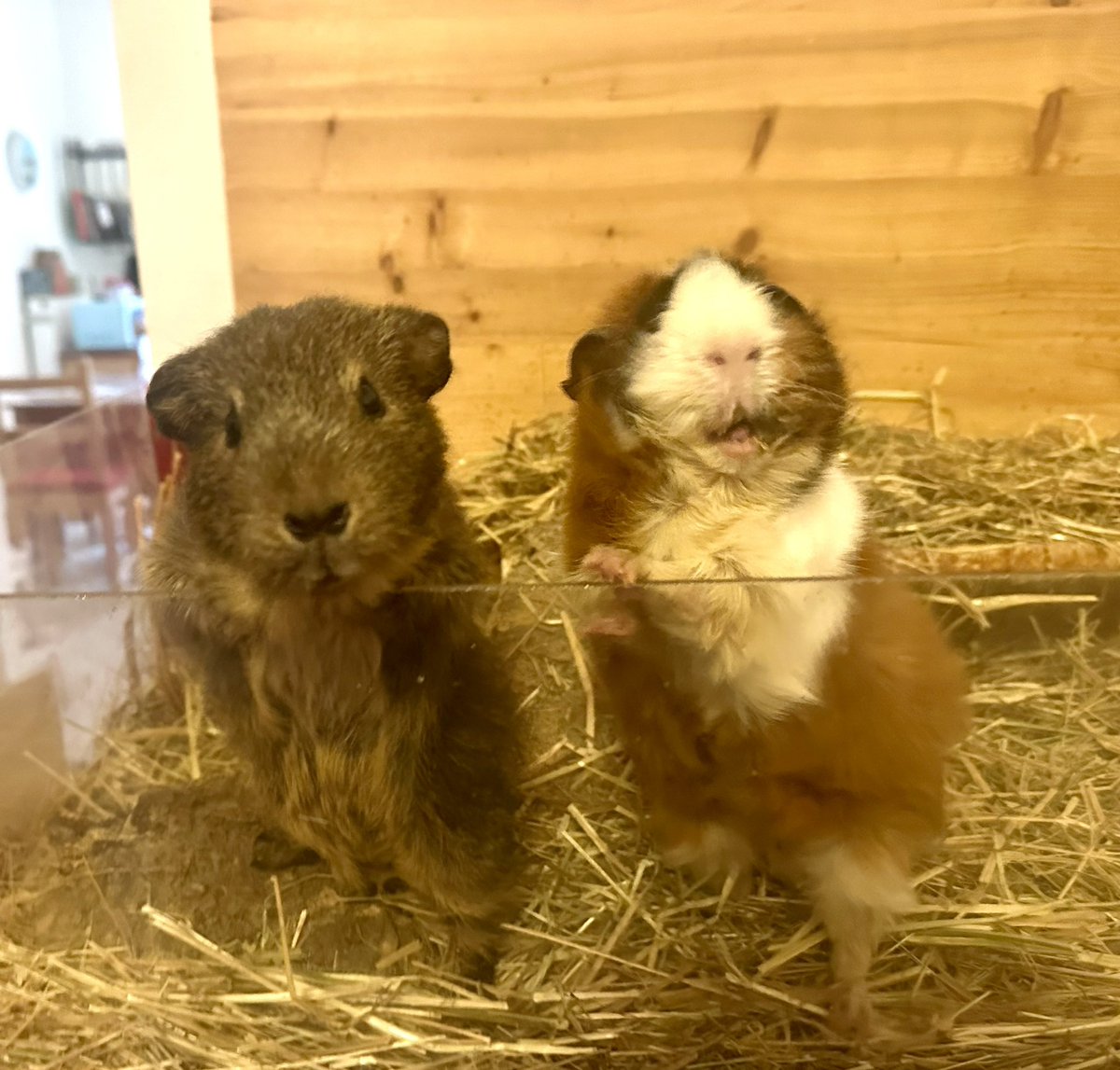 Anna Rebella, the woman, the myth, the legend tweet media