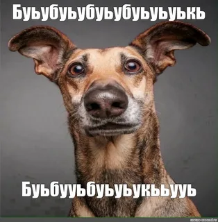 macarrón tweet media