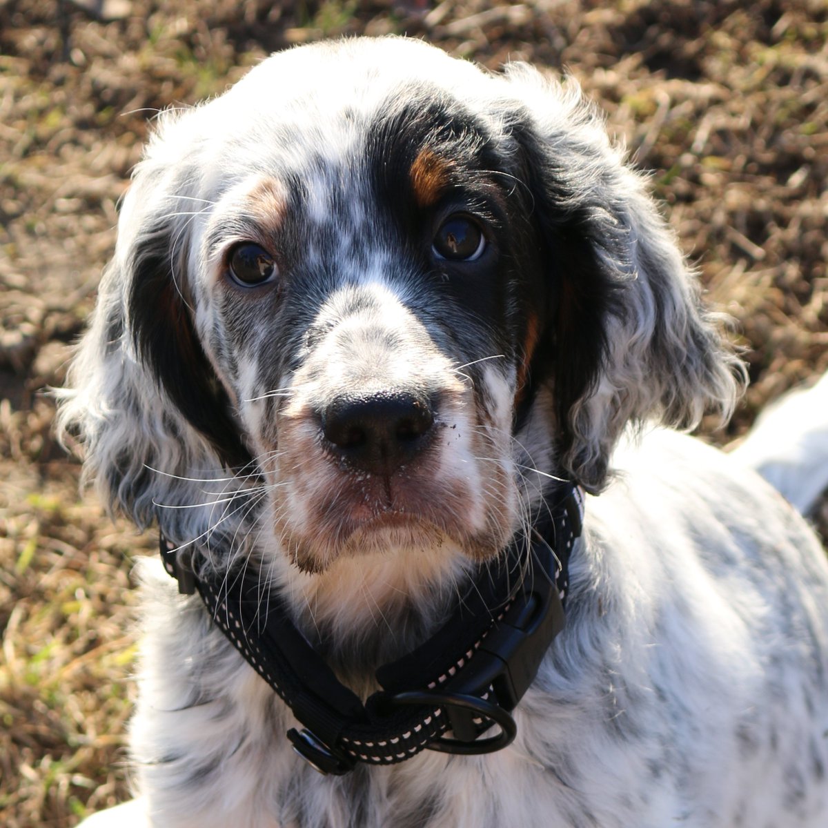 i am dog mother now. say hi to my son OR ELSE 😤