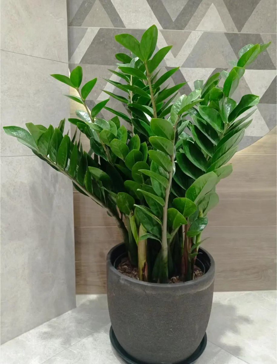 Christie Gee tweet media