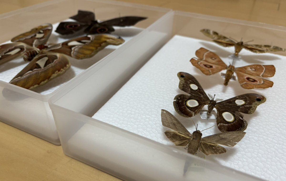 るか/Ruka tweet media