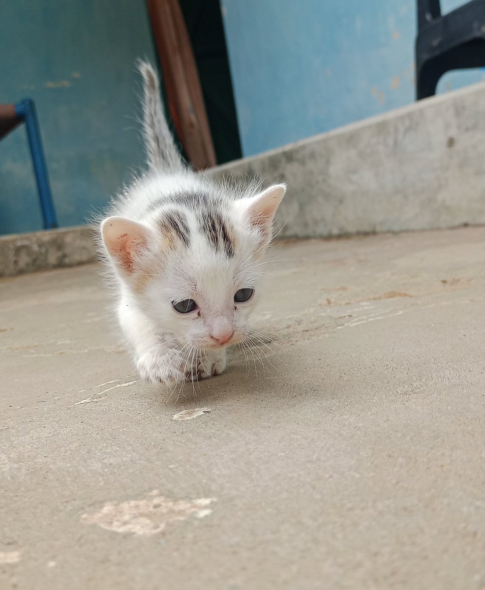 Priyank Singh tweet media