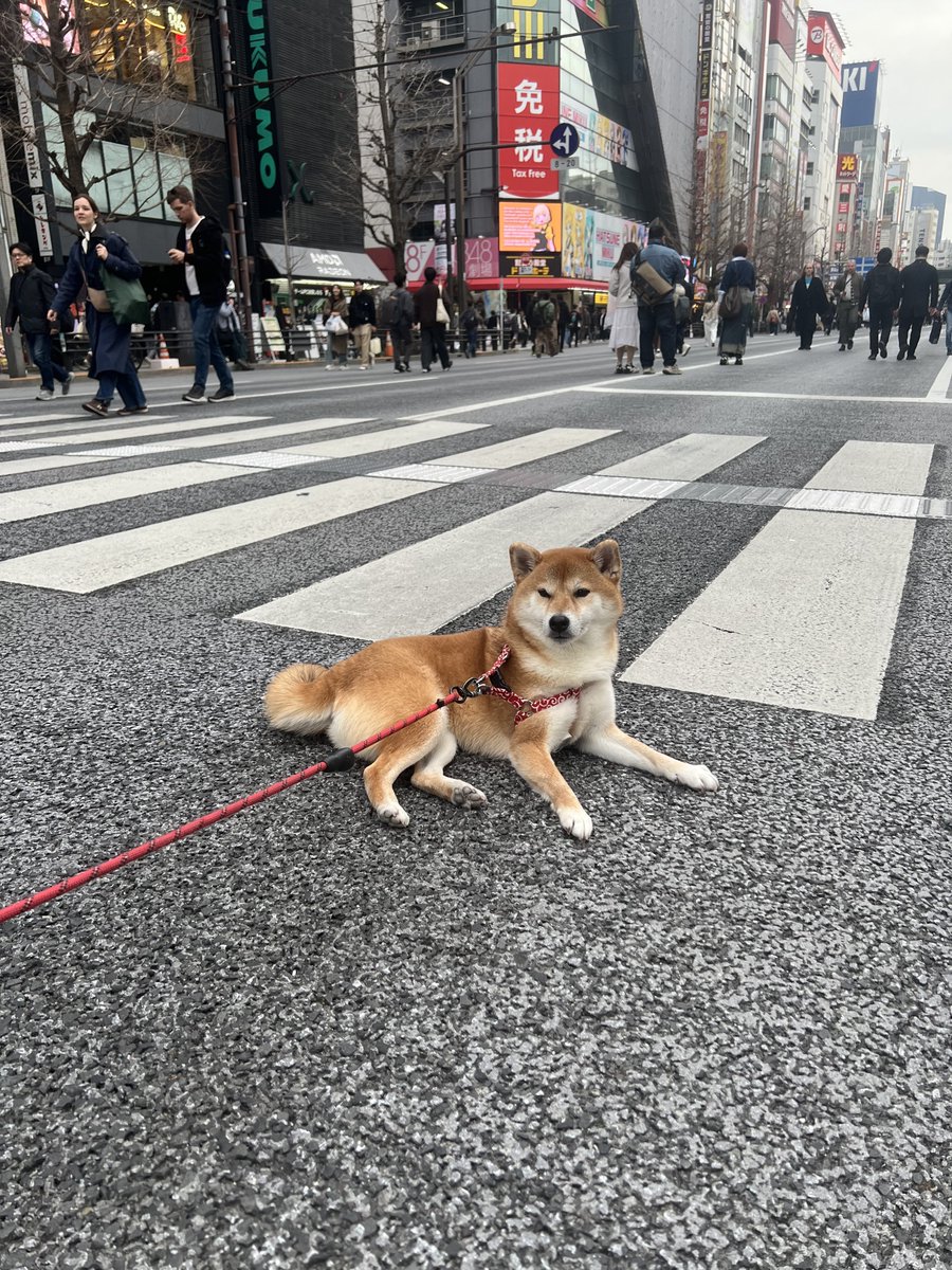 歩行者天国になってた秋葉で癒された